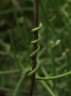 Sarcostemma viminale subsp brunonianum-3.jpg